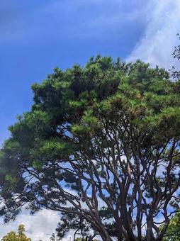 植物 植物の写真