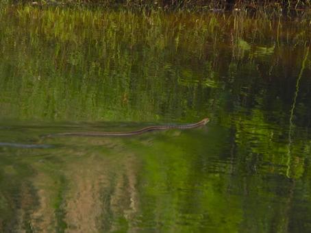 水面をすべるように泳ぐシマヘビ 水面をすべるように泳ぐシマヘビの写真