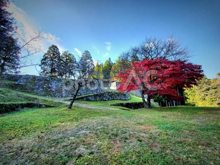 古城石垣と紅葉 紅葉,秋,もみじの写真素材