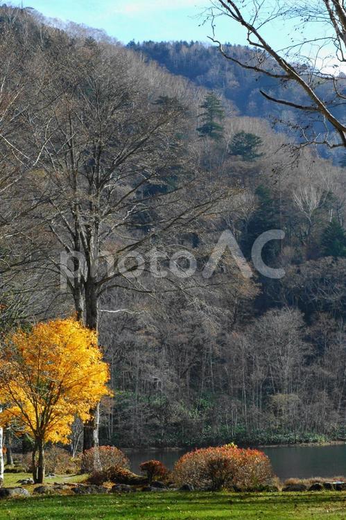 湖畔の塗り絵 秋,黄葉,枯れ木の写真素材