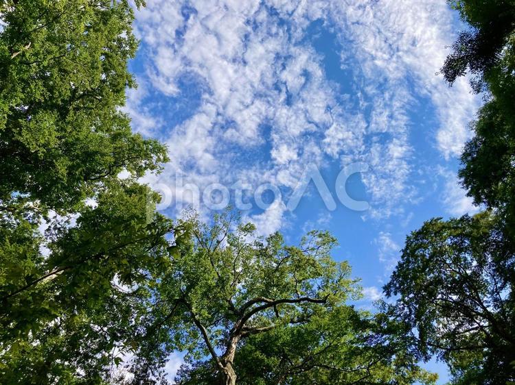 森の中から見上げる青空と雲 森,青空,空の写真素材
