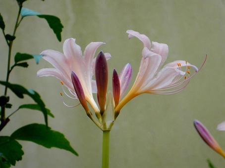 【花の写真】ナツズイセン（夏水仙） 夏水仙,ナツズイセン,ヒガンバナ科の写真素材