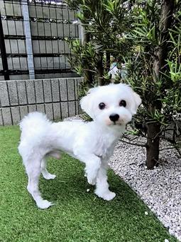 マルチーズ マルチーズの写真