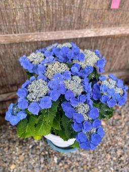 紫陽花の花 あじさい,紫陽花,アジサイの写真素材