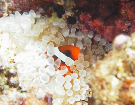 沖縄本島砂辺のぽつんと寂しいハマクマノミ 沖縄本島砂辺のぽつんと寂しいハマクマノミ クマノミ,熱帯魚,くまのみの写真素材