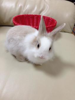 rabbit, JPG