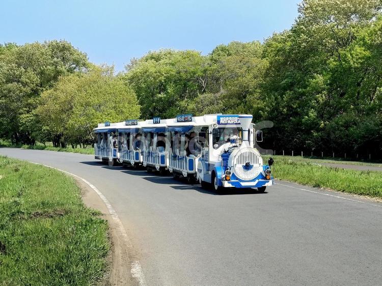 ひたち海浜公園シーサイドトレイン　白 シーサイドトレイン,国営ひたち海浜公園,パークトレインの写真素材