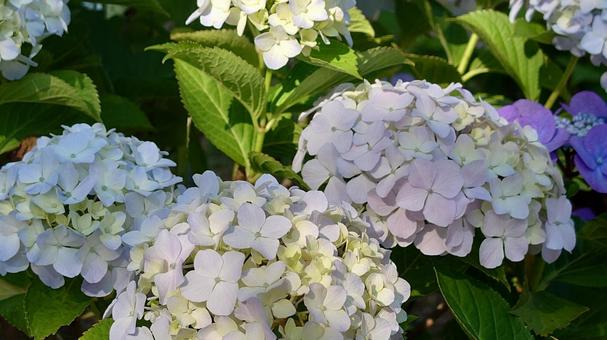 紫陽花の写真