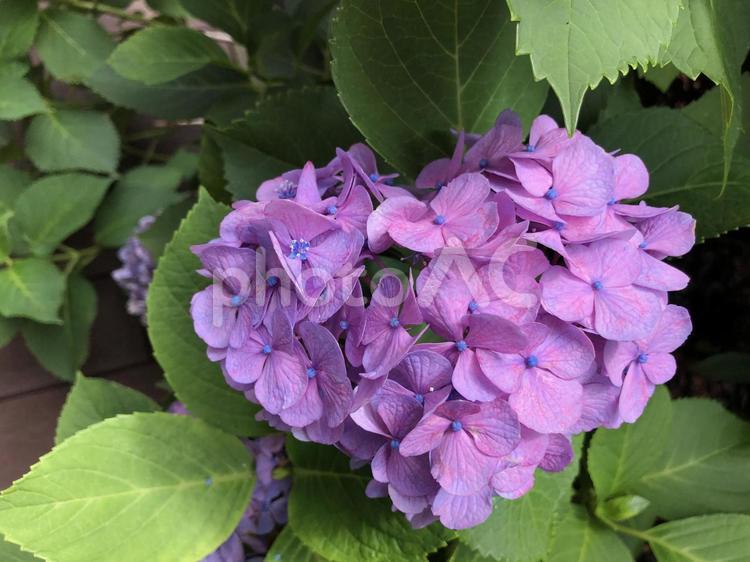 ハートのアジサイ 花,アジサイ,ハートの写真素材