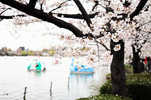 花曇りの不忍池に浮かぶボートと岸辺の桜 さくら,桜,花曇りの写真素材
