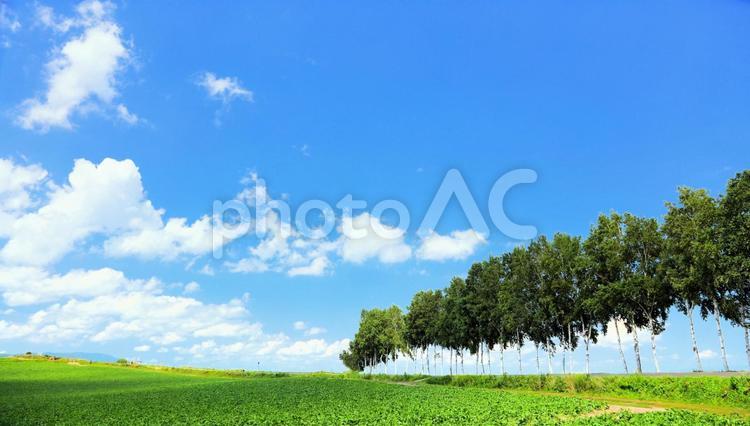 北海道　美瑛の丘 北海道,夏,美瑛町の写真素材