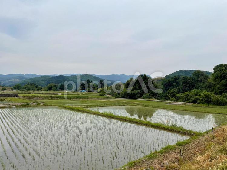 田植えが終わった田んぼ 田舎,田園,田植えの写真素材