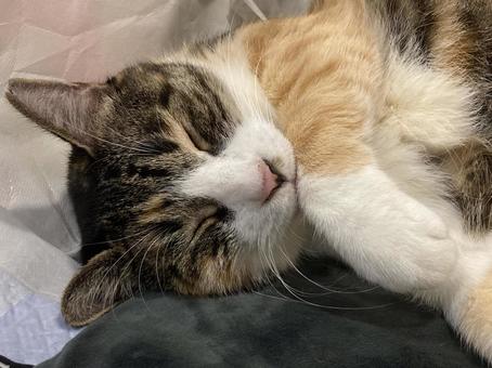 夢見ているネコ ネコ,寝る,ペットの写真素材