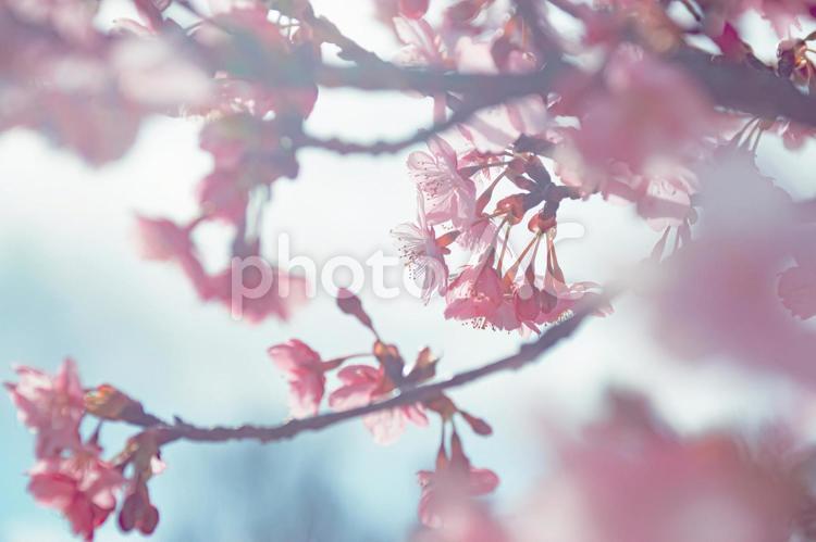 光を浴びるピンクの桜 桜,さくら,春の写真素材