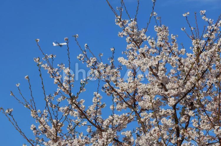 ４月上旬の公園の桜の花と旅客機 桜,花,植物の写真素材