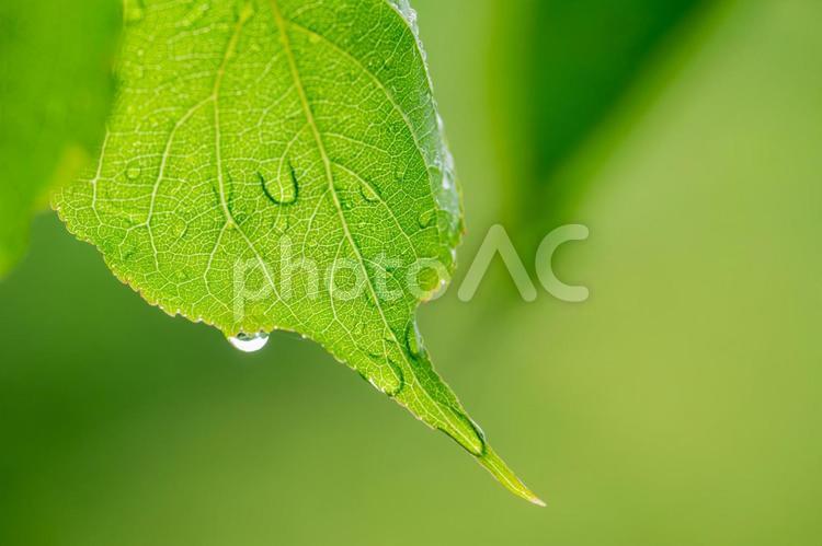 雨に濡れる新緑の葉 新緑,雨,梅雨の写真素材