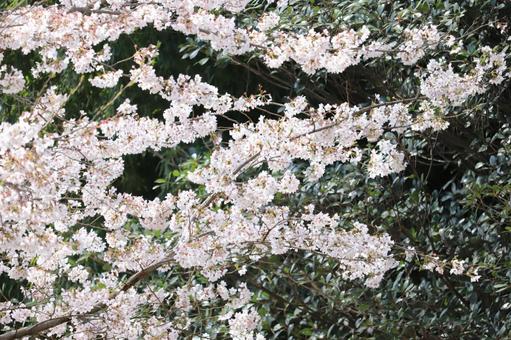 桜−ソメイヨシノ 桜−ソメイヨシノの写真