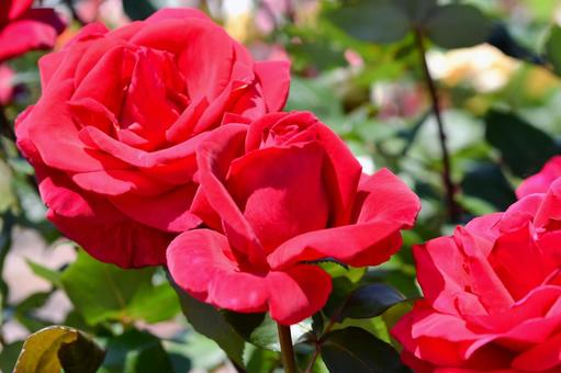 薔薇 ミスターリンカーン 薔薇 ミスターリンカーン 薔薇,ミスターリンカーン,赤の写真素材