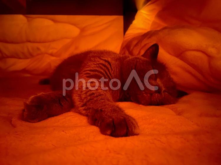 こたつで伸びて寝る猫 猫,ネコ,ねこの写真素材