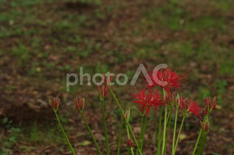 森の中で咲くマンジュシャゲ マンジュシャゲ,彼岸花,花の写真素材