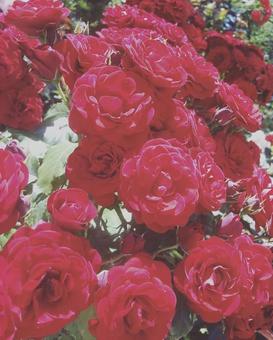 薔薇 薔薇の写真