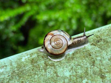 カタツムリの写真