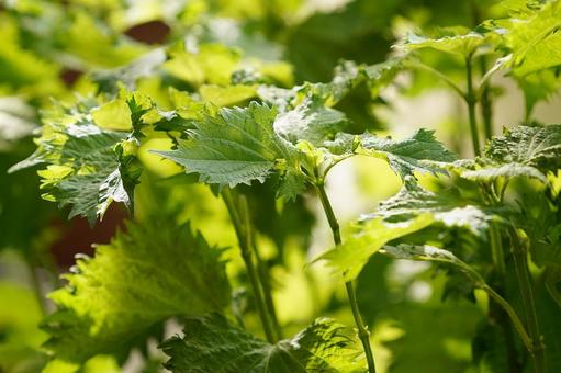 家庭菜園:大葉・青じそ 家庭菜園:大葉・青じそ 野菜,青じそ,大葉の写真素材