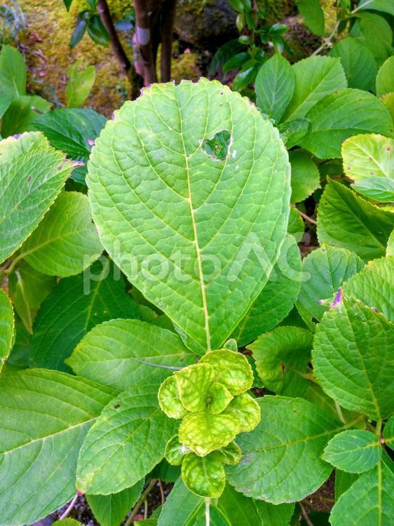 ハート型の虫食い穴があいた紫陽花(アジサイ)の葉っぱ 紫陽花,アジサイ,虫食いの写真素材