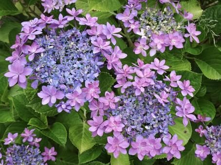 紫色の紫陽花 紫色の紫陽花の写真