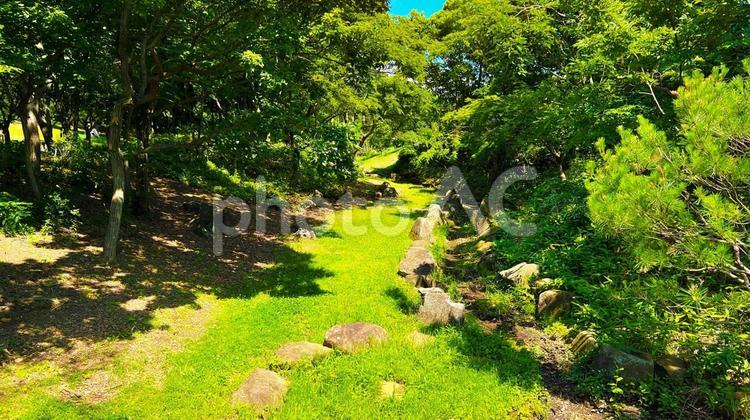 木の風景 木,森,公園の写真素材