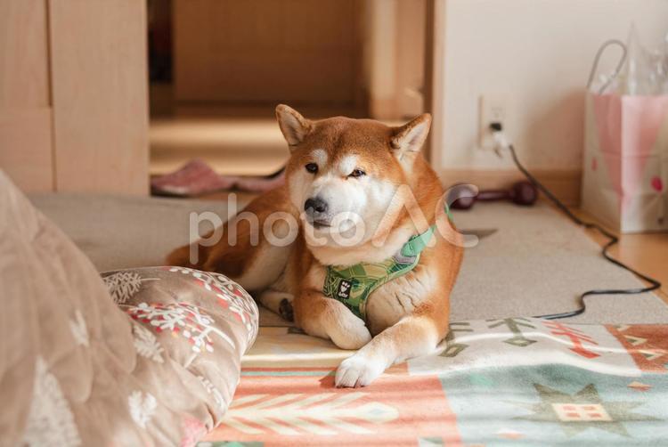 男らしくまったりくつろぐ柴犬 柴犬,しばいぬ,日本犬の写真素材