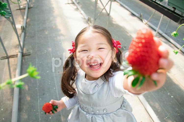 いちごを持つ子供 いちご狩り,いちご,子供の写真素材