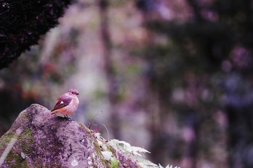 岩の上のジョウビタキ 岩の上のジョウビタキ 野鳥,ジョウビタキ,鳥の写真素材