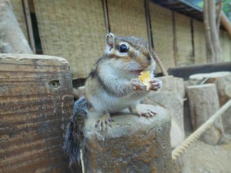 シマリス シマリス,リス,背中の写真素材