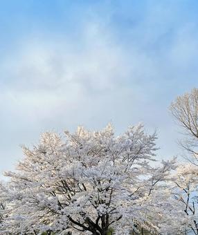 Somei Yoshino cherry tree, JPG