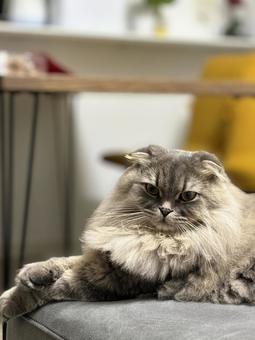 座っている可愛い猫 猫,ペット,かわいいの写真素材