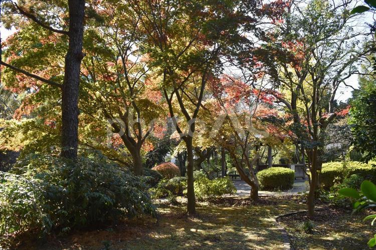 町田市南成瀬の堂之坂公苑で観られる紅葉 堂之坂公苑,紅葉,秋の写真素材
