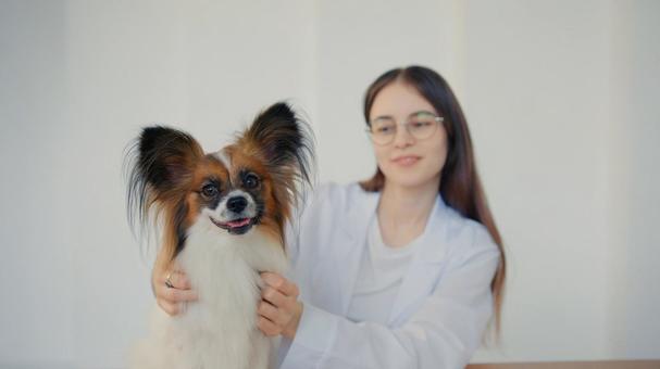 パピヨンを両手で包む女性 保険,契約,ペット保険の写真素材