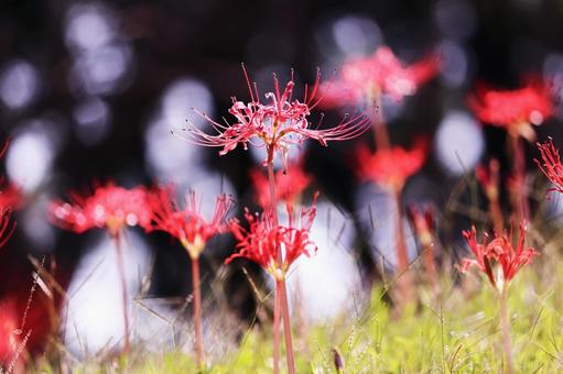 赤い彼岸花 赤い彼岸花の写真