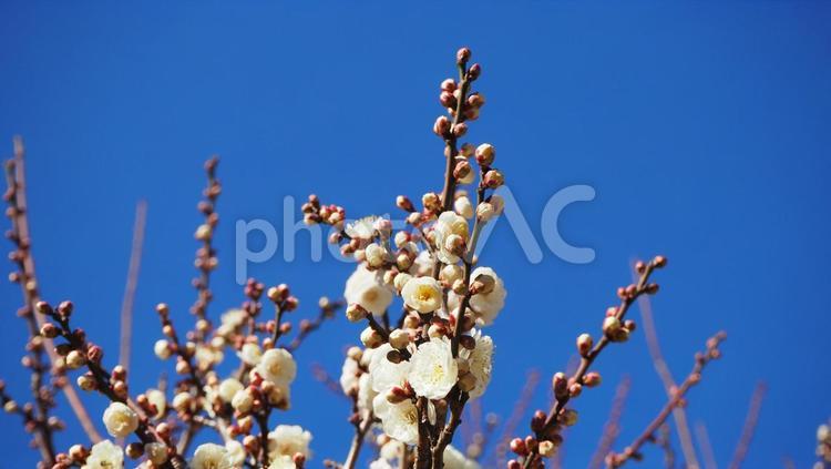 冬に咲く梅・葛西臨海公園・東京都江戸川区 冬,梅,花の写真素材