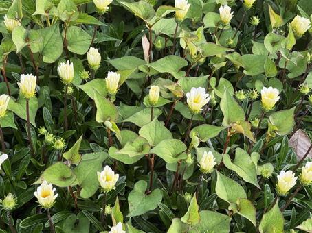 白い花 白い花,花,白の写真素材