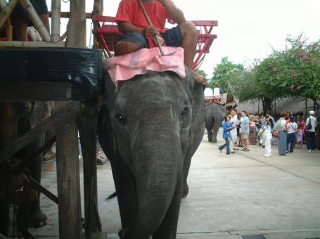タイの象の写真