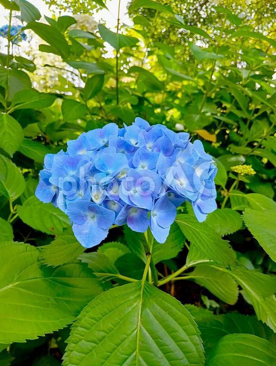 アジサイ　観音寺　千葉県柏市 アジサイ,観音寺,千葉県柏市の写真素材
