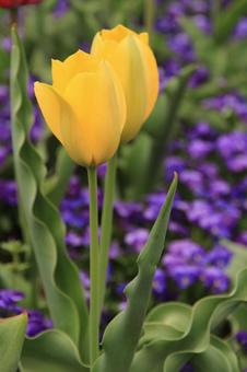 チューリップ7の写真