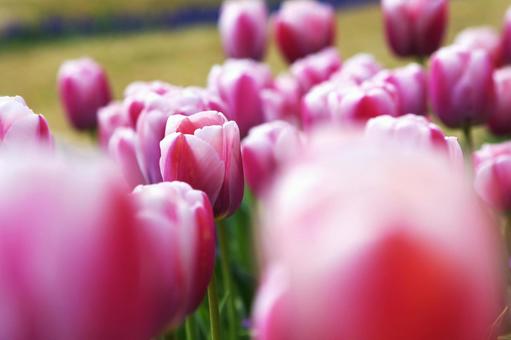 Tulips, JPG Tulips, JPG
