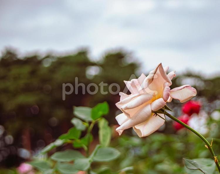 前橋バラ園　バラの花4 前橋バラ園,バラ,薔薇の写真素材