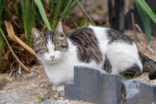 猫 猫の写真