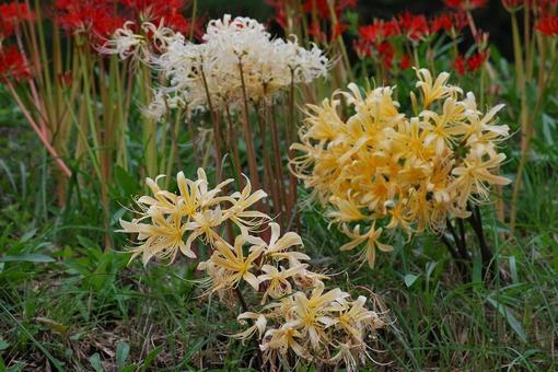 [Flower photo] Scenery of blooming red spider lilies, JPG