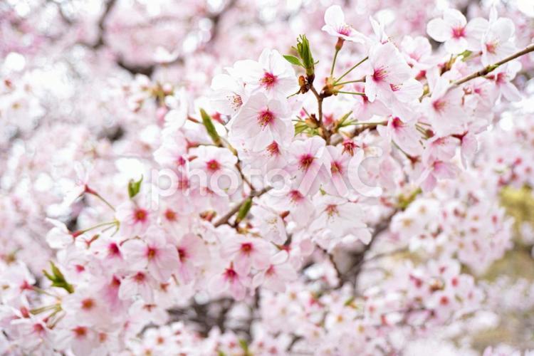 さくらにつつまれて。 さくら,春,桜の写真素材