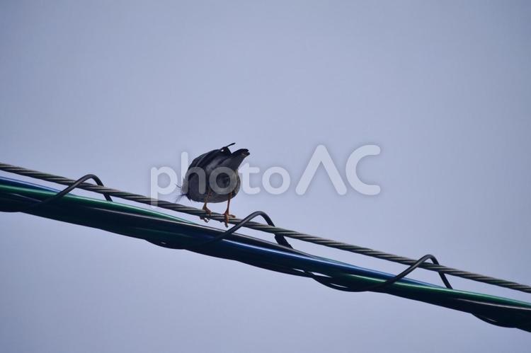 電線に止まる野鳥（後ろ姿） 鳥,小鳥,電線の写真素材